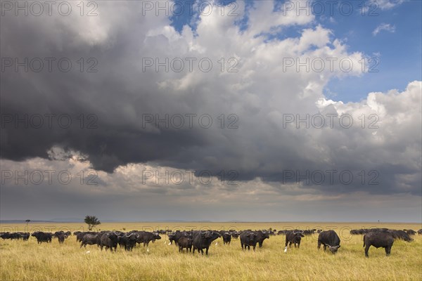 African buffalos