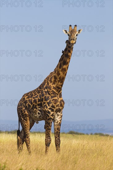 Masai giraffe