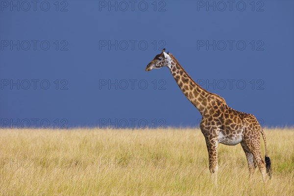 Masai giraffe