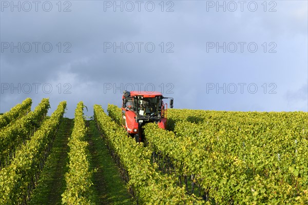 Grape harvester at the grape harvest