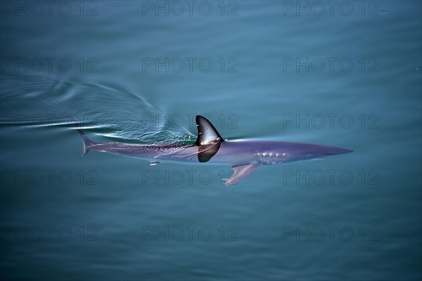 Shortfin Mako Shark