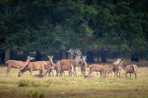 Red deer