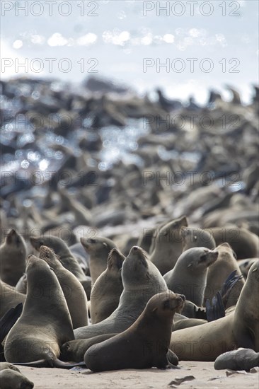 Cape fur seal