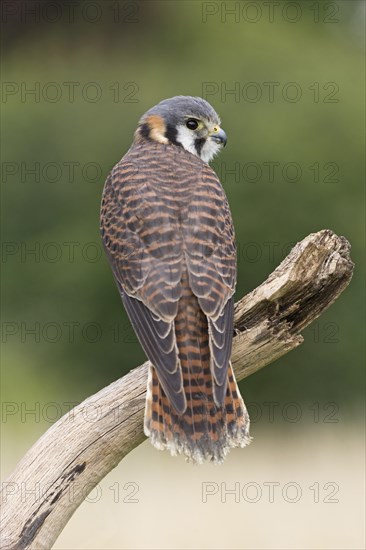 American Kestrel