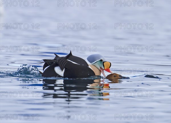 King Eider