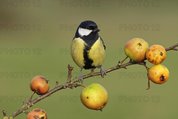 Great Tit