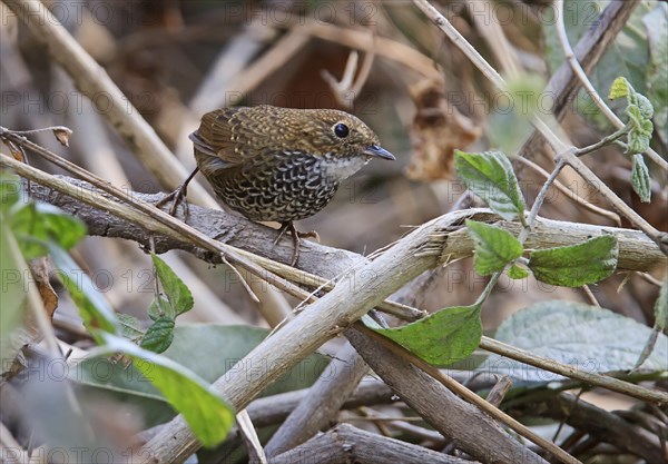 Scaly-breasted Wren-babbler