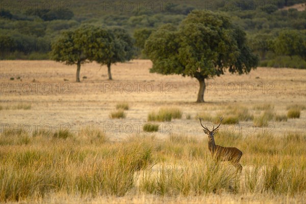 Iberian Red Deer