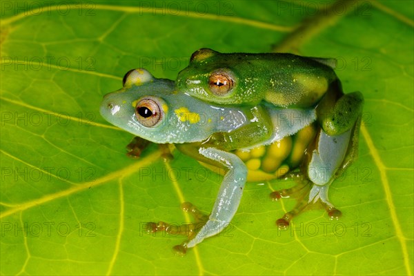 Jackie's Reed Frog