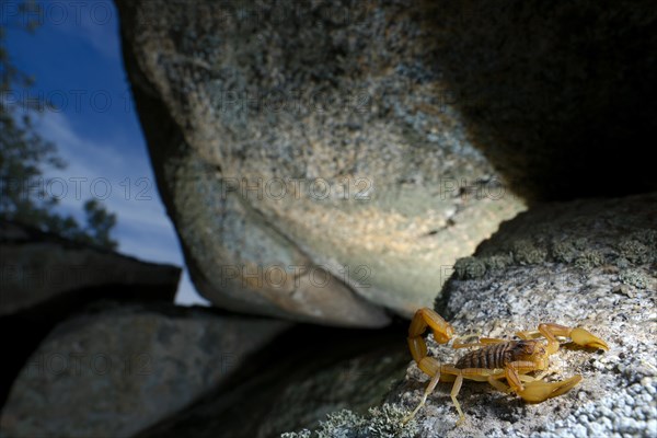 Common European Scorpion