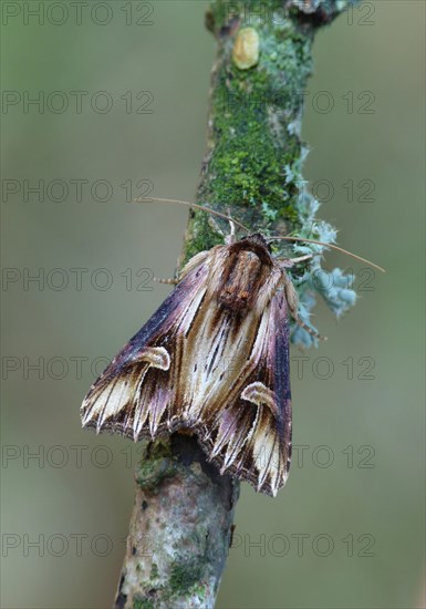 Purple Cloud Moth