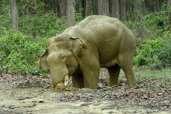 Bull elephant