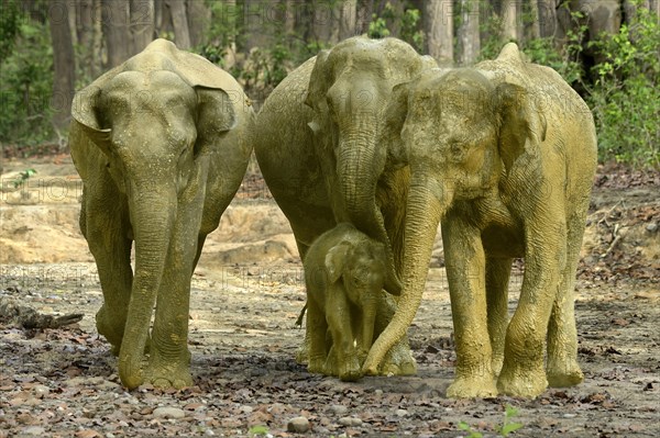 Adult cow elephants leading the calf after mud bath on forest tracks