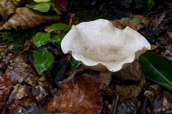 Clouded funnel fungus