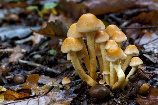 Group of sulphur tuft fungi