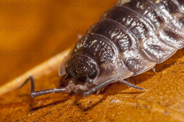 Common shiny woodlouse