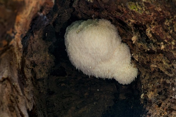 Fruiting body of the rare bearded tooth mushroom