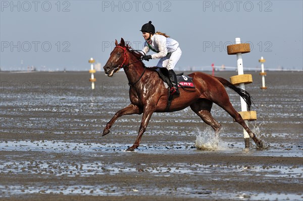 Rider in gallop