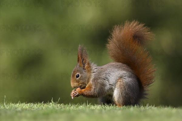 Red Squirrel