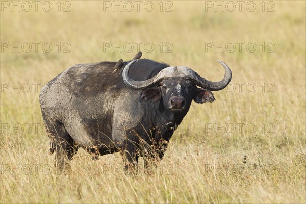 African buffalo