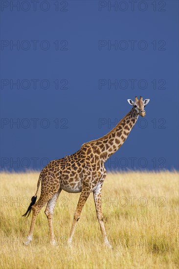 Masai giraffe