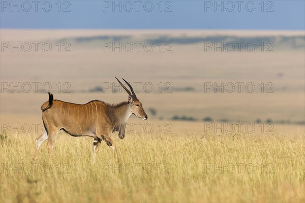 Common eland