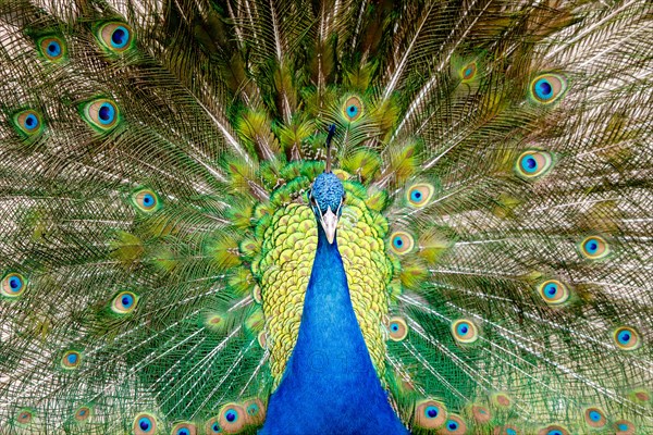 Blue Peacock