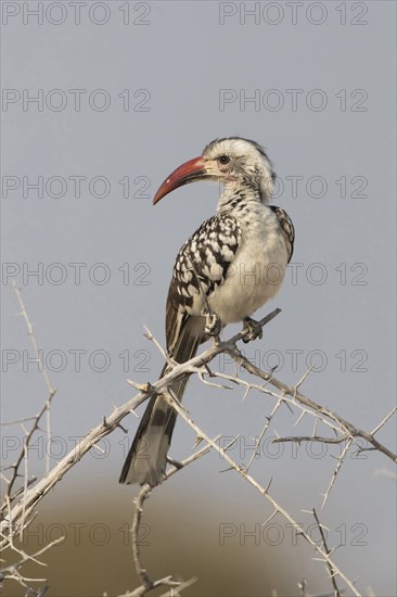 Damara hornbill