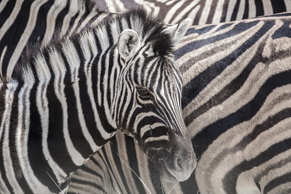 Burchell's Zebras