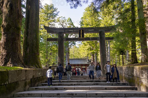 Torii Gate