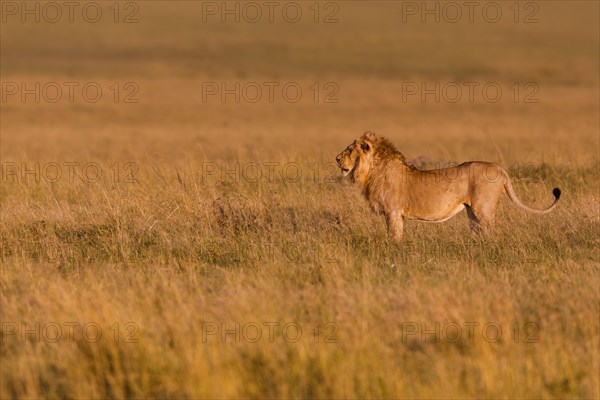 African Lion