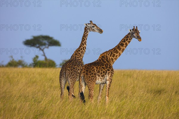 Masai giraffes