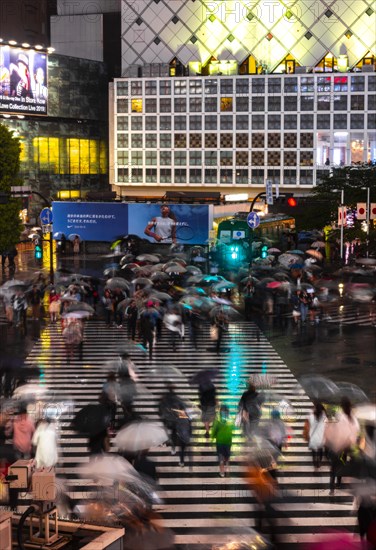 Crowd with umbrellas on zebra crossings at night