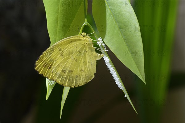 Common Grass Yellow butterffly