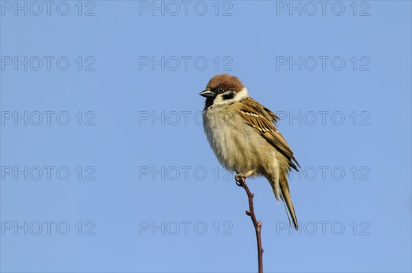 Tree sparrow