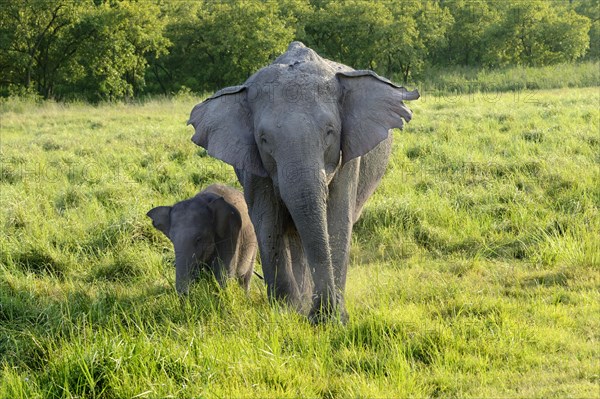 Asian Elephant