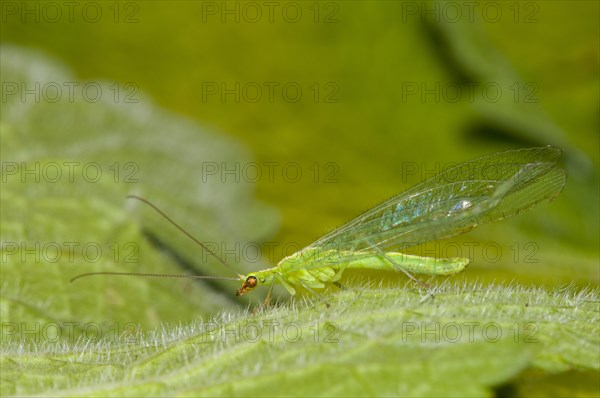 Common Green Lacewing