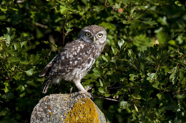 Little Owl