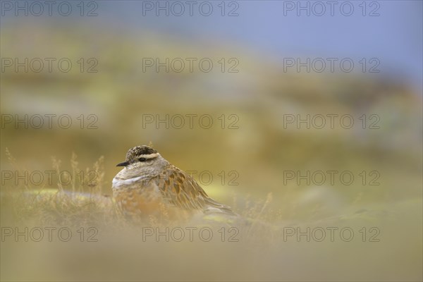 Eurasian Dotterel