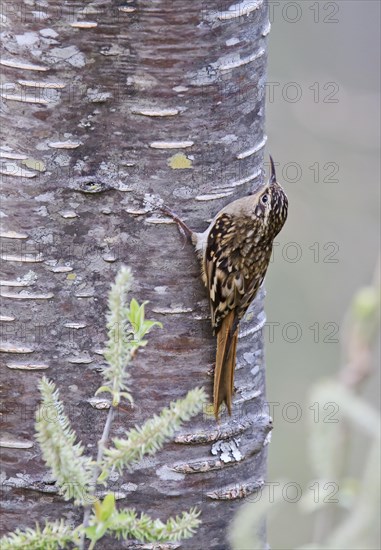 Sikkim Treecreeper