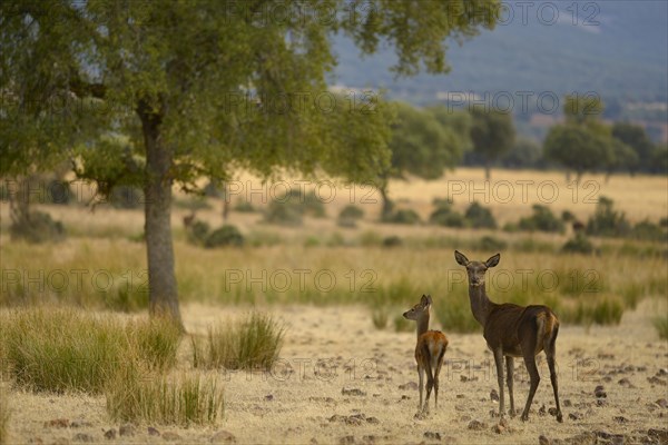 Iberian Red Deer