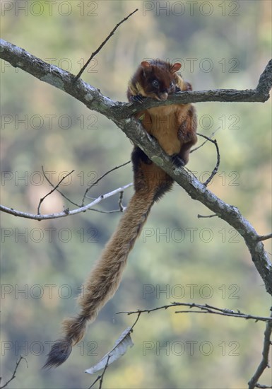 Red Giant Flying Squirrel