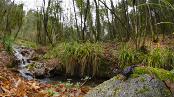 Northern Spectacled Salamander