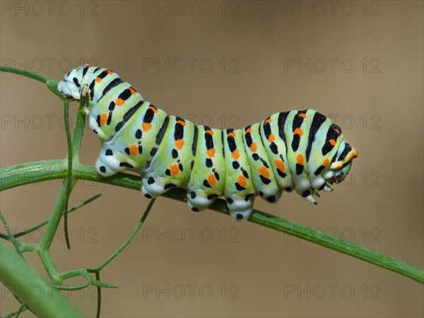 Swallowtail butterfly