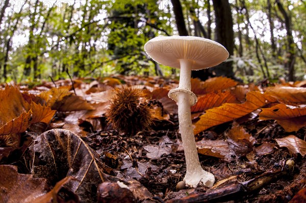 False deathcap