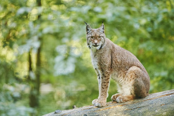 Eurasian lynx