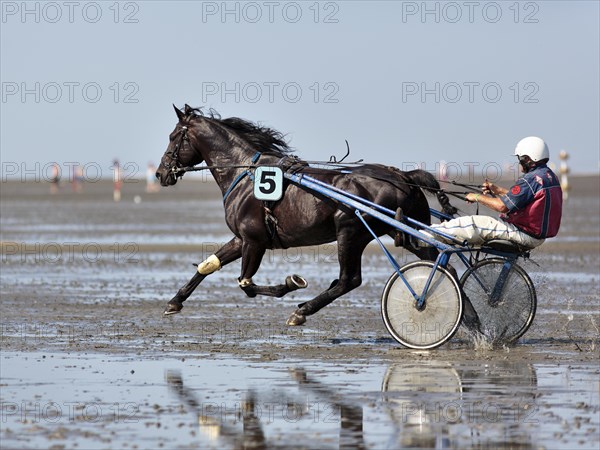 Horse and rider in Sulky