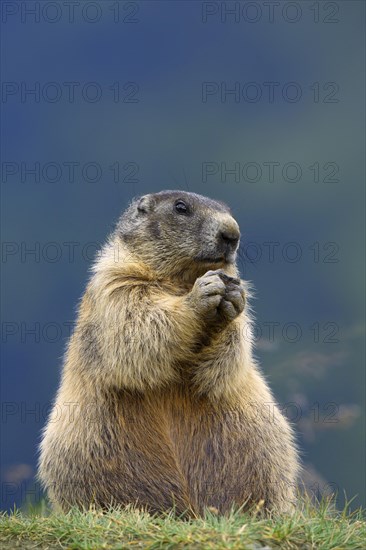 Alpine Marmot