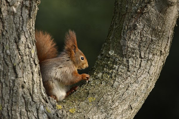 Red Squirrel