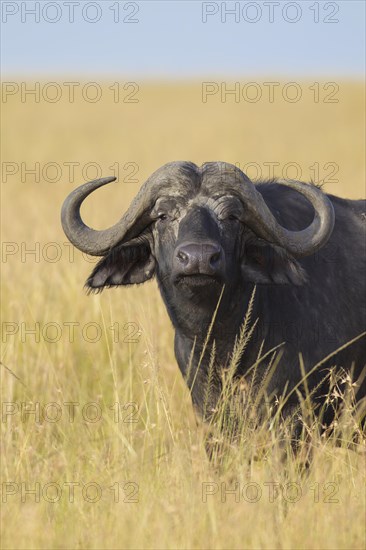 African buffalo